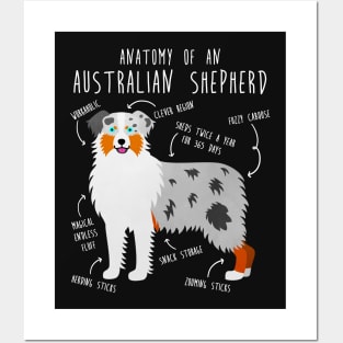 Aussie Australian Shepherd Anatomy Posters and Art